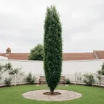 Arbre pour petit jardin : un sujet fastigié élancé dans un jardin de ville clos, planté à distance de la clôture, son feuillage montant à la verticale sans s'étaler.