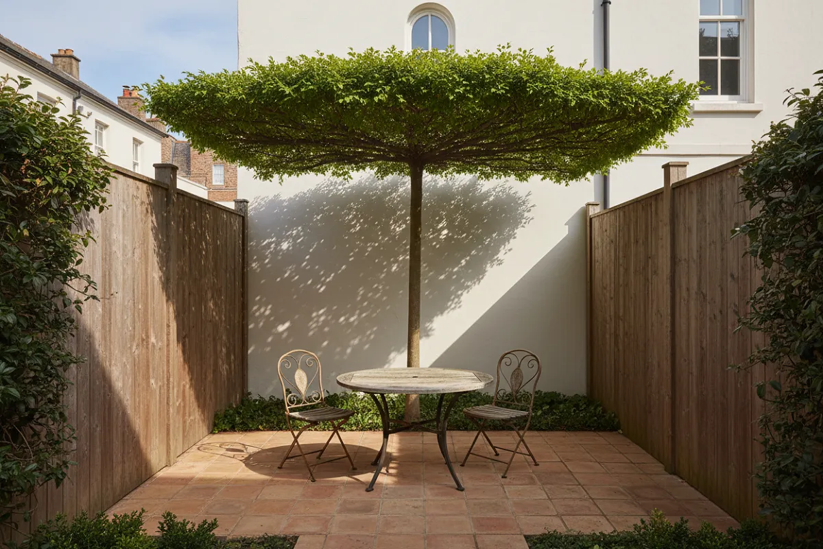 Un arbre conduit en plateau au tronc dégagé près d'une petite terrasse close, son ombre tombant précisément sur une table et deux chaises.