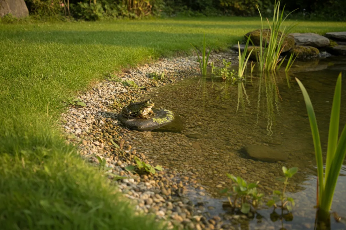 La berge en pente très douce d'un bassin installé, avec une plage de graviers descendant sans rupture de l'herbe jusqu'à l'eau peu profonde, des plantes de rive et une grenouille posée sur une pierre humide.
