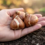 Plusieurs bulbes de tulipes secs tenus dans une main ouverte au-dessus d'une terre de jardin sombre.