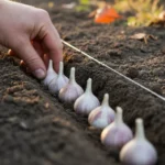 Que planter en octobre : bulbes, ail et arbustes 4 Une main enfonce des caïeux d'ail pointe vers le haut dans un sillon peu profond, plusieurs déjà alignés, les pointes à peine couvertes.