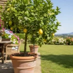 Mon citronnier est malade : que faut-il regarder ? 4 citronnier en pot sur la terrasse d'un jardin