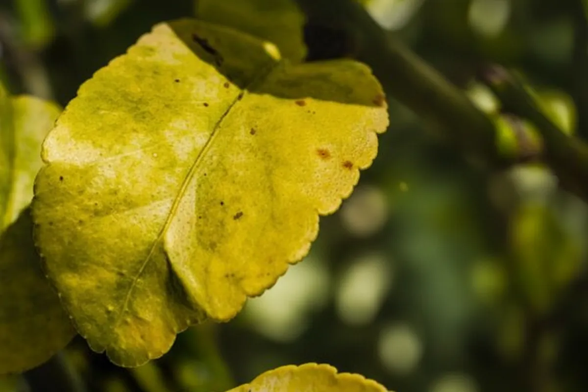 Maladie d'un citronnier : feuille jaune uniformément, encore attachée au rameau, avec quelques taches brunes.
