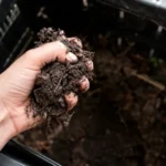 Pourquoi mon compost sent mauvais, et comment le rattraper 2 Une main serre une poignée de compost humide au-dessus d'un composteur ouvert : la matière se tient en motte compacte entre les doigts, avec une texture grumeleuse et quelques fragments de brindilles.