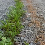 Quel désherbant naturel selon ce que tu désherbes ? 2 Une allée en gravier où les herbes poussent entre les pierres d'un côté, tandis que l'autre partie ne montre plus que quelques tiges brunies et desséchées.