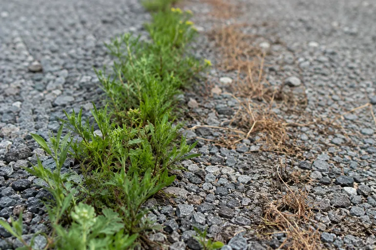 Une allée en gravier où les herbes poussent entre les pierres d'un côté, tandis que l'autre partie ne montre plus que quelques tiges brunies et desséchées.
