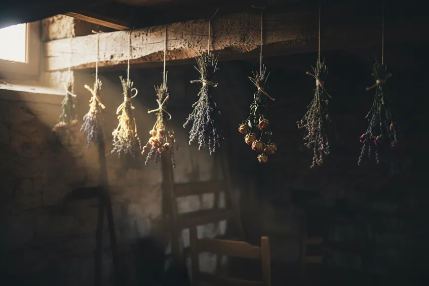 Plusieurs petits bouquets suspendus tête en bas à une poutre de bois dans une pièce sombre, liés avec de la ficelle, éclairés d'un seul côté par une lumière douce.