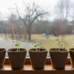 Premiers semis de janvier : trois espèces, pas plus 4 Jardin en janvier : des godets de semis alignés sur un rebord de fenêtre lumineux, les plantules à peine levées avec des tiges courtes et trapues.