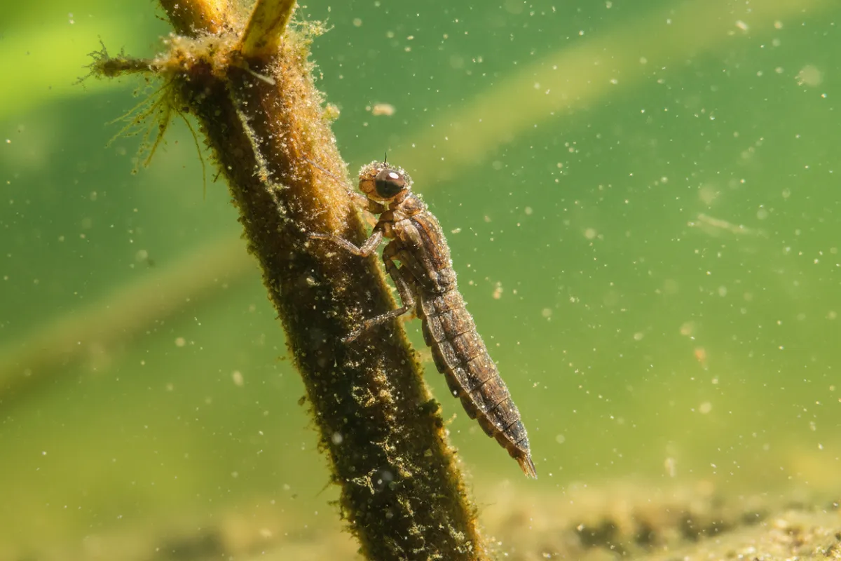Gros plan sur une larve de libellule accrochée à une tige de plante immergée dans l'eau claire d'un bassin, son corps segmenté et ses grands yeux bien visibles.