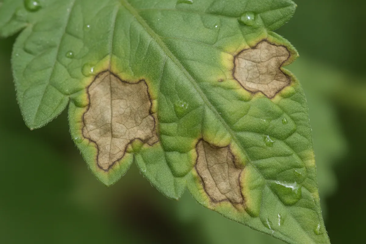 Une feuille de tomate portant plusieurs taches brunes aux bords flous qui s'étendent sur le limbe vert, sans dessin ni cercle à l'intérieur.