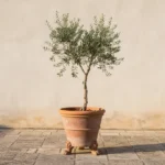 Mon olivier perd ses feuilles : que faut-il faire ? 3 Olivier en pot sur une terrasse, feuillage argenté un peu clairsemé, pot en terre cuite surélevé.