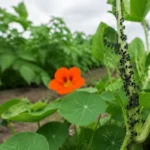 Plante répulsive : une plante intacte ne sent presque rien 2 Tige de capucine couverte de pucerons, plants de haricots restés sains à l'arrière-plan