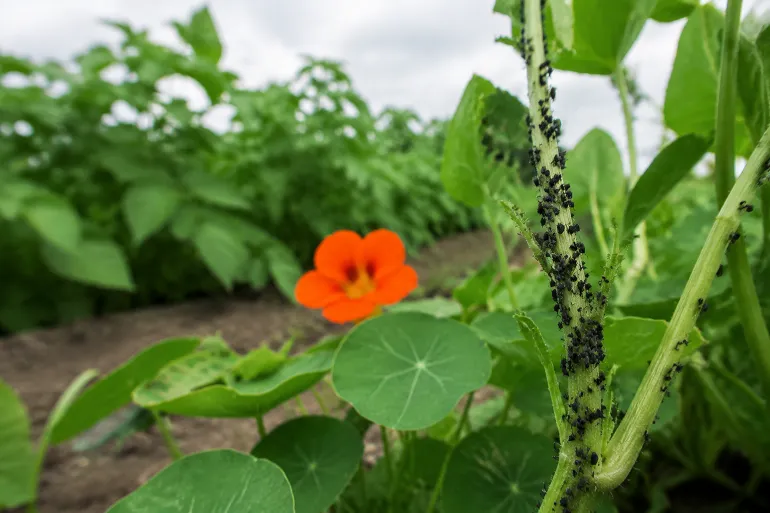 Tige de capucine couverte de pucerons, plants de haricots restés sains à l'arrière-plan