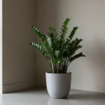 Quelle plante d'intérieur quand la lumière manque ? 4 Zamioculcas en pot dans un angle sombre de salon, feuillage vert foncé sous une lumière indirecte.
