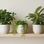 Quelle plante d'intérieur quand on n'a pas la main verte 3 Trois plantes vertes d'intérieur en pots unis sur une étagère en bois clair, feuillages sains et variés.