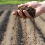 Planter en mars : dehors ou à l'abri, tout se joue là 5 Planter en mars : une main ouverte tient une motte de terre sombre qui s'émiette entre les doigts, des miettes tombant vers une planche de potager.