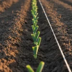 Que planter en juin : tuteurer, pincer, tailler ou non 5 Un rang de jeunes poireaux fraîchement repiqués dans une terre sombre, feuillage raccourci et tiges droites dans des trous profonds.