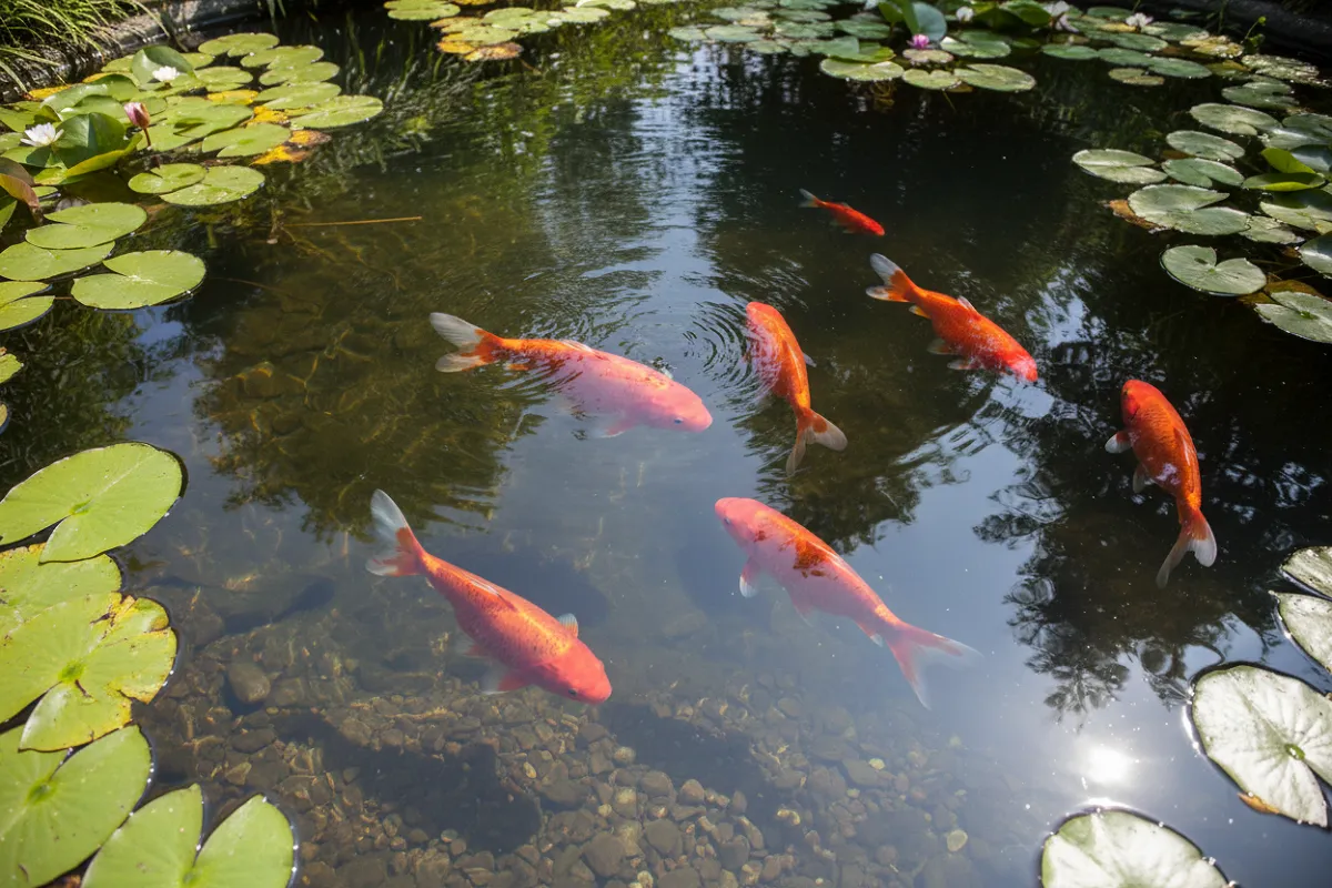 Vue plongeante sur plusieurs poissons rouges adultes de belle taille nageant près de la surface d'un bassin de jardin à l'eau claire, avec des feuilles de nénuphar et des reflets de végétation autour.