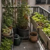 Balcon d'appartement cultivé, salades en jardinière de balustrade et tomates cerises tuteurées en bacs profonds