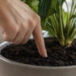 Index enfoncé de deux centimètres dans le terreau d'une plante en pot, avant d'arroser