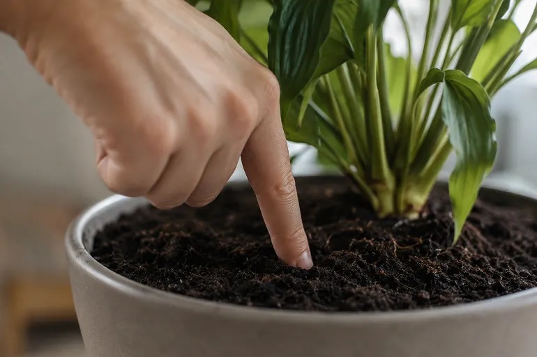 Index enfoncé de deux centimètres dans le terreau d'une plante en pot, avant d'arroser