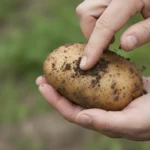 Comment savoir si mes pommes de terre sont prêtes ? 3 Un pouce frotte la surface d'une pomme de terre fraîchement déterrée tenue dans l'autre main, encore couverte de terre, la peau restant bien attachée.