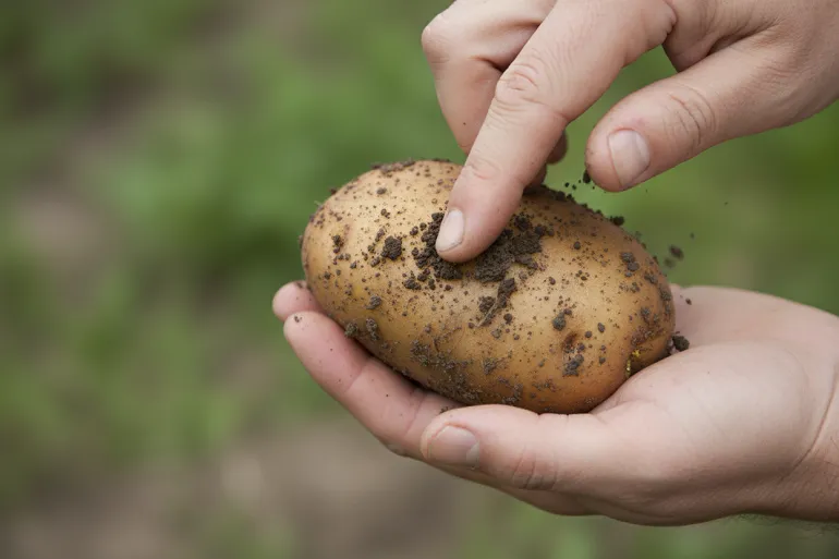 Un pouce frotte la surface d'une pomme de terre fraîchement déterrée tenue dans l'autre main, encore couverte de terre, la peau restant bien attachée.