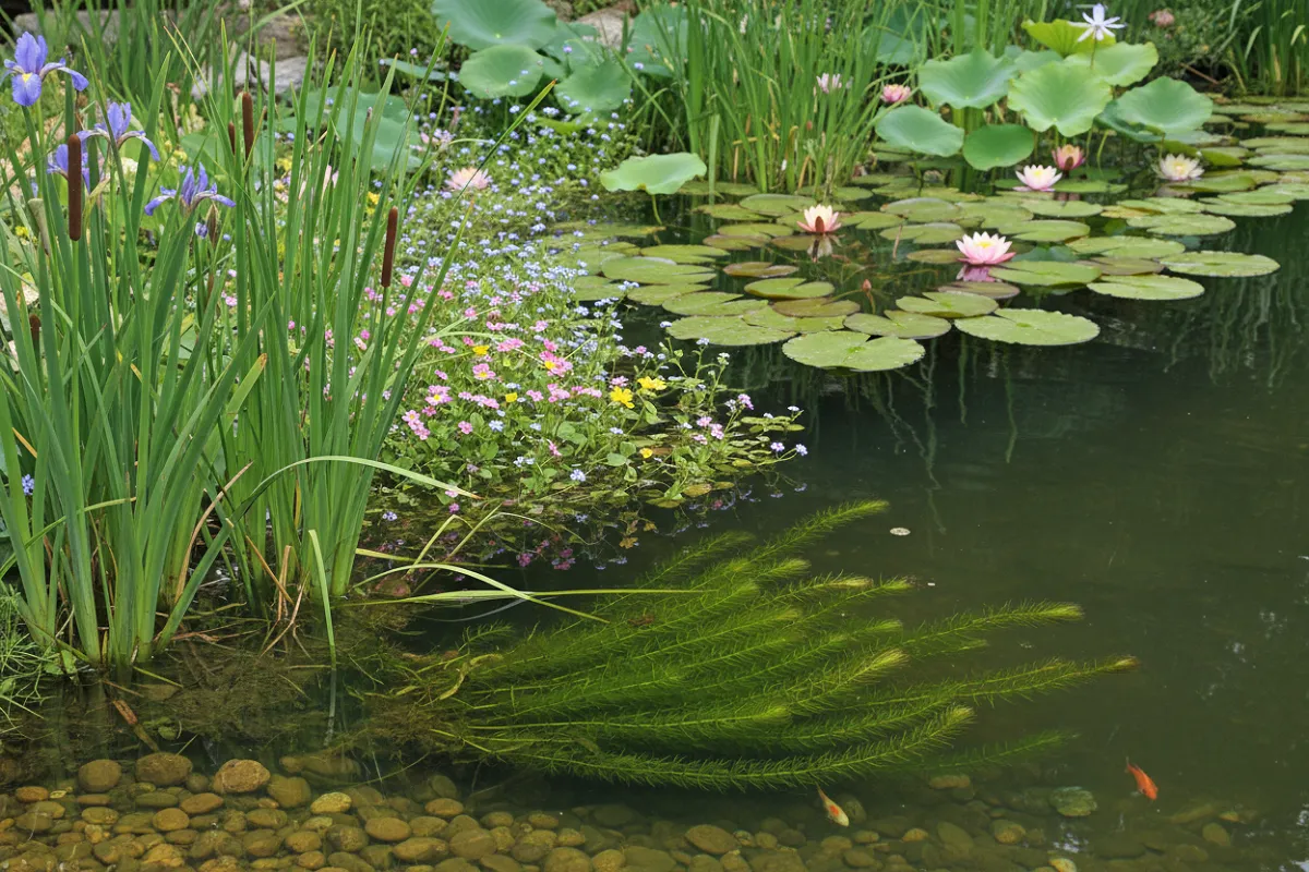 Vue de côté d'un bassin planté montrant d'un seul tenant les plantes de rive au bord de l'eau, les plantes fleuries en zone peu profonde, les feuilles de nénuphar en surface et la végétation immergée visible sous l'eau claire.