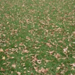 Que faire des feuilles mortes : ni déchet, ni corvée 3 Une pelouse verte parsemée de fragments de feuilles sèches broyées, avec l'herbe nettement visible entre les morceaux.