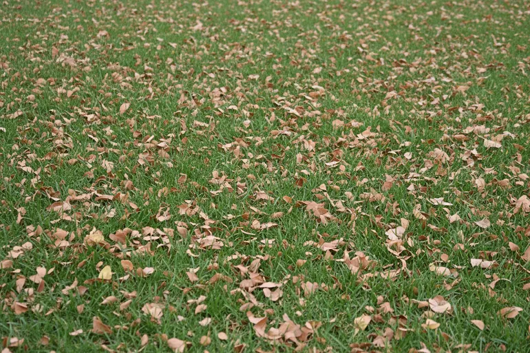 Une pelouse verte parsemée de fragments de feuilles sèches broyées, avec l'herbe nettement visible entre les morceaux.