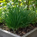 Ciboulette : ne coupe jamais les pointes, tonds-la à la base 6 Ciboulette dans un potager prête à être récoltée