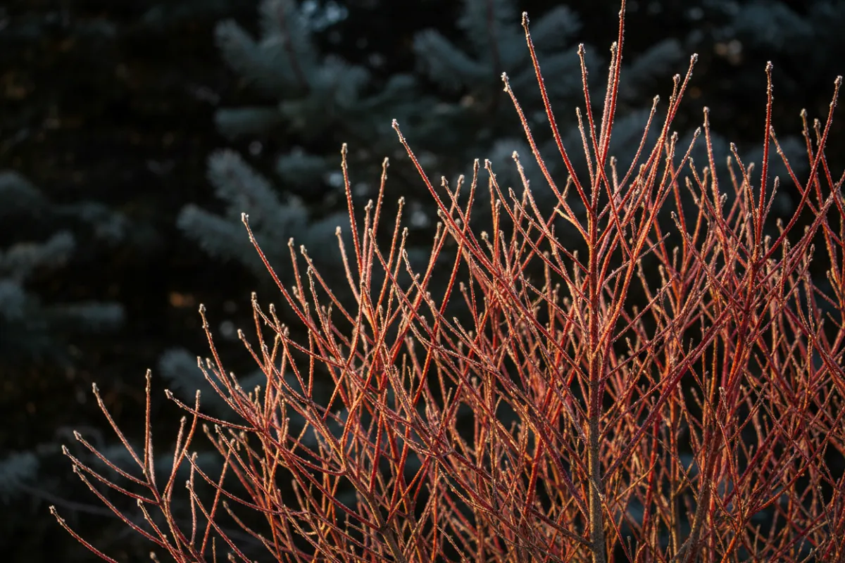 Jardin en décembre : un bouquet de tiges rouges de cornouiller se détachant sur un fond de feuillage persistant sombre, givrées et éclairées par le soleil bas.