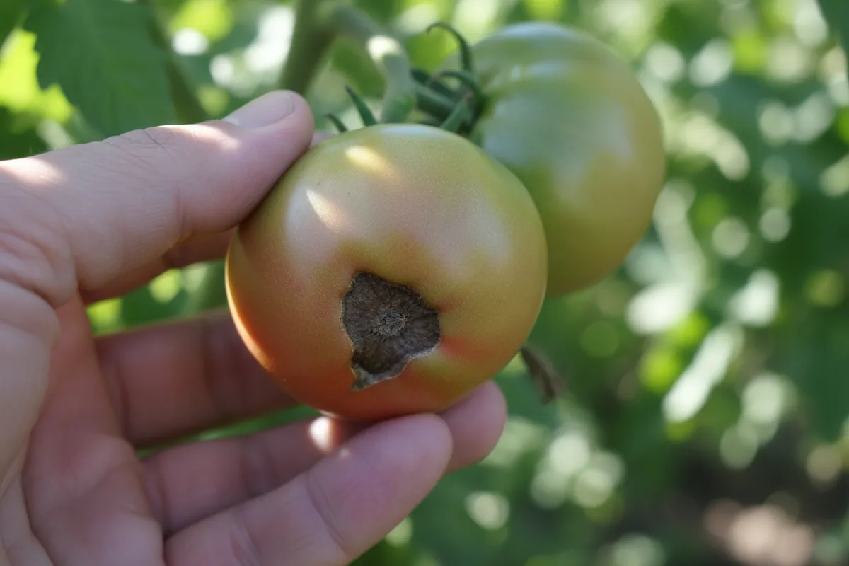 Une main retourne une tomate encore sur le plant, découvrant sous le fruit une tache sombre, plate et sèche, alors que le reste du fruit est sain.