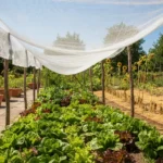 Planter en juillet : une toile d'ombrage tendue sur des piquets au-dessus d'une planche de salades, l'ombre portée contrastant avec le jardin ensoleillé au-delà.