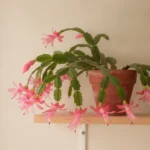 Cactus de Noël en pleine floraison, segments retombants et fleurs roses penchées.