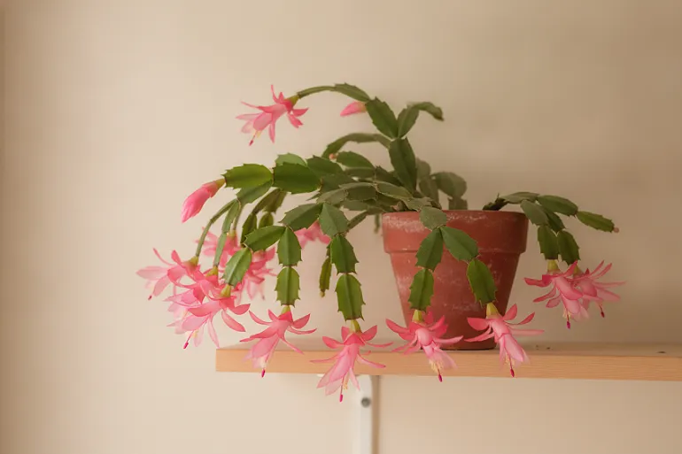 Cactus de Noël en pleine floraison, segments retombants et fleurs roses penchées.