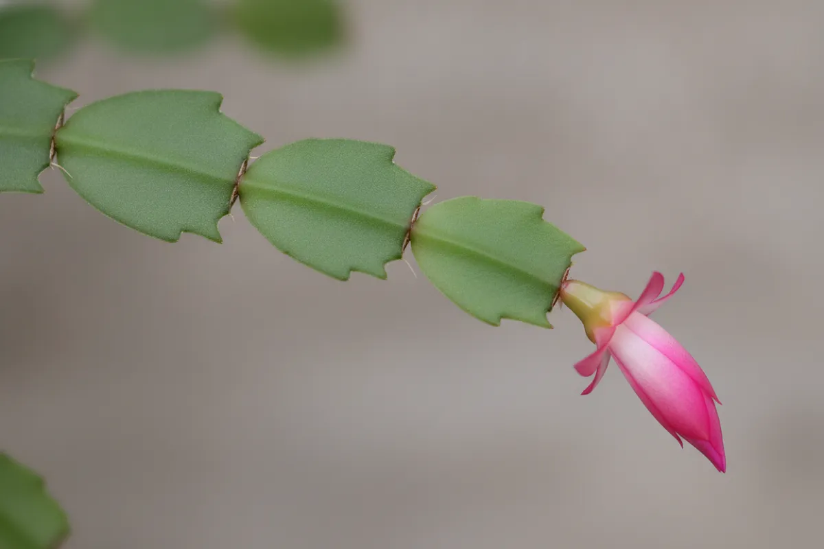 Cactus de Noël en fleur, segments plats articulés sans aucune épine et fleurs roses penchées.