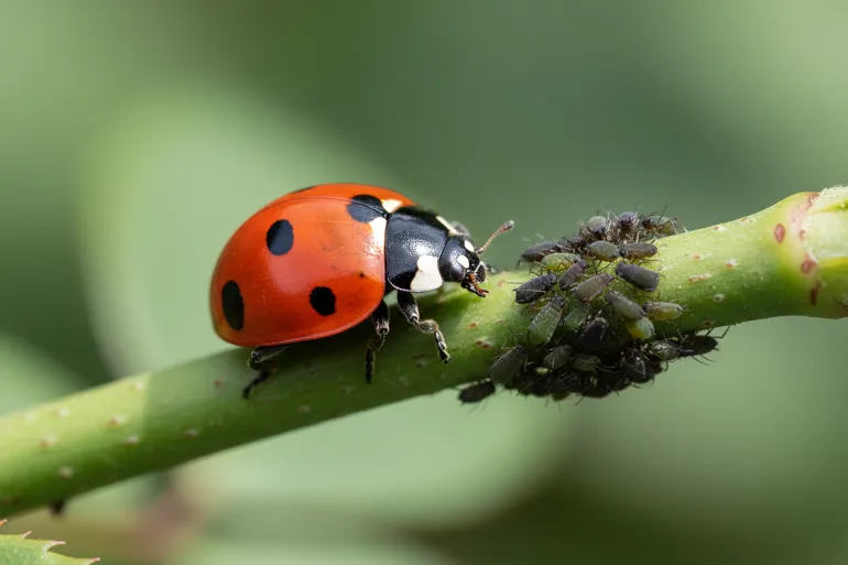 Anti puceron naturel : la coccinelle est la meilleure alliée du jardin