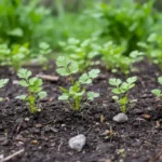 Reconnaître et cultiver la coriandre sans la rater 3 Jeunes pieds de coriandre au jardin, feuillage découpé aux bords arrondis.