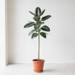 Ficus elastica en intérieur près d'une fenêtre, grandes feuilles épaisses et vernissées.