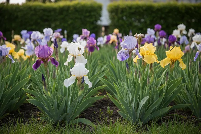 Massif d'iris en fleurs de plusieurs couleurs, du violet profond au jaune, un matin de printemps.