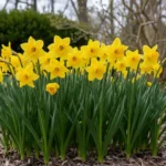 Touffe de jonquilles jaunes en pleine floraison dans un massif paillé de printemps, devant des branches encore nues.