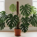 Quel monstera as-tu, et pourquoi il n'a pas de trous