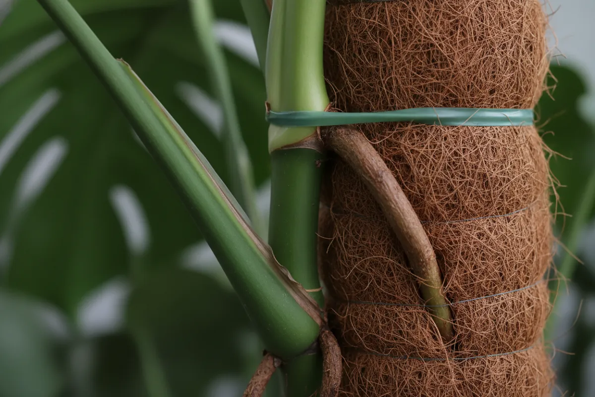 Monstera palissé sur un tuteur en fibre de coco, racines aériennes accrochées à la fibre.
