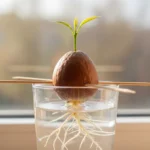 Faire pousser un avocat à partir d'un noyau 3 Faire pousser un avocat : noyau maintenu par des cure-dents au-dessus d'un verre d'eau, racine et tige visibles