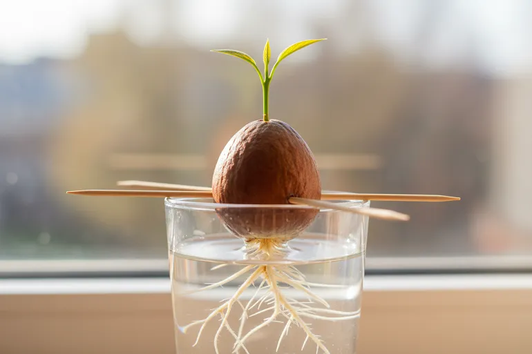 Faire pousser un avocat : noyau maintenu par des cure-dents au-dessus d'un verre d'eau, racine et tige visibles