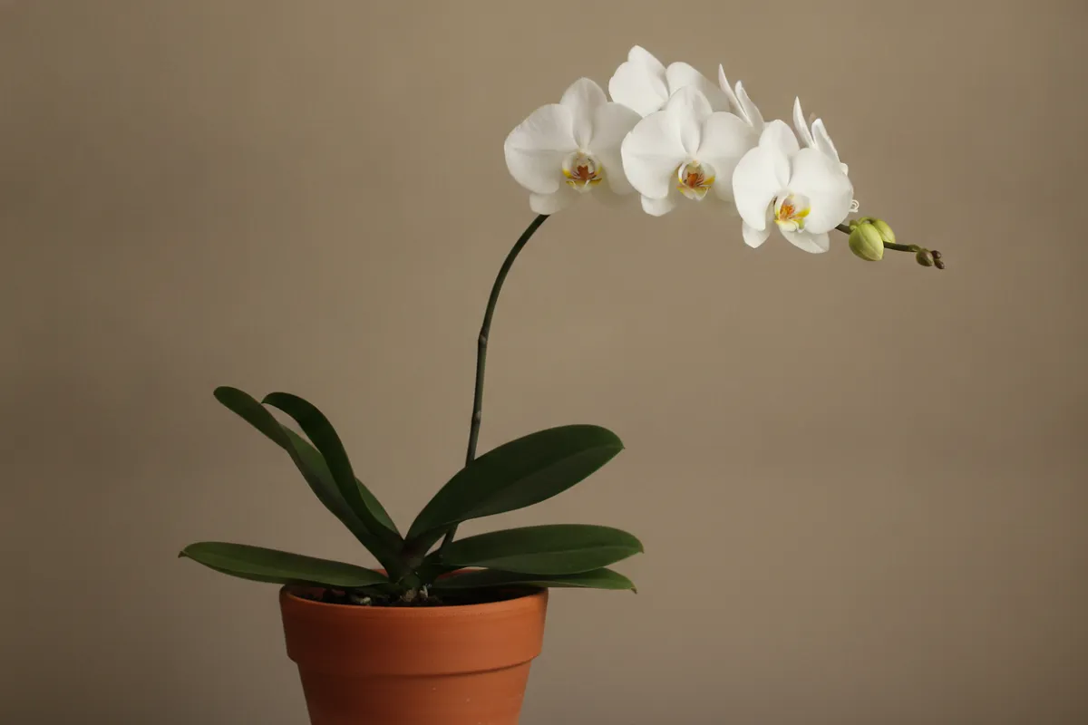 Orchidée blanche en pot, hampe florale arquée portant plusieurs fleurs ouvertes, posée près d'une fenêtre.