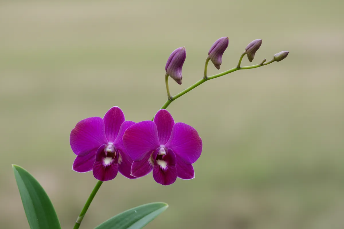 Orchidée violette en pot dont la hampe porte des fleurs ouvertes et plusieurs boutons encore fermés à son extrémité.