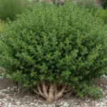 Touffe d'origan établie au jardin, petites feuilles rondes et tiges courtes.