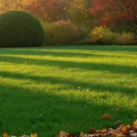 Pelouse dense et verte à l'automne, résultat d'une scarification réussie
